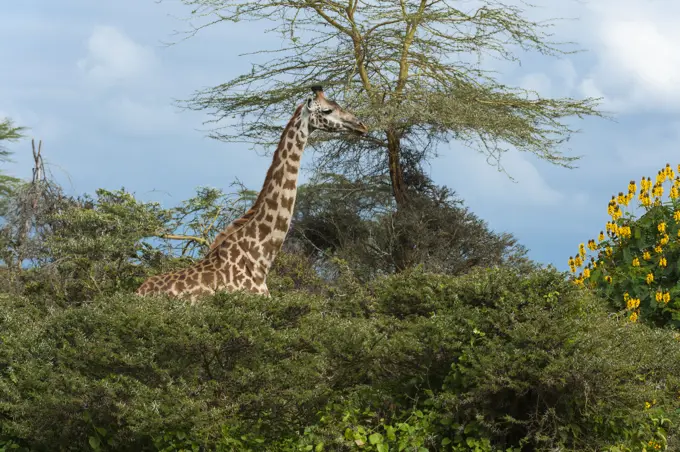 Rothschild's giraffe (Giraffa camelopardalis rothschildi), Lake Naivasha, Kenya, Africa