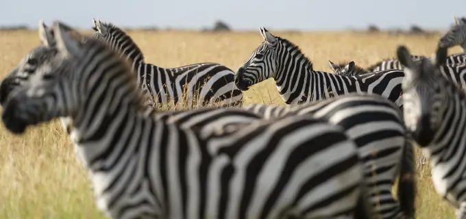 Plains zebras (Equus quagga), Masai Mara, Kenya, Africa