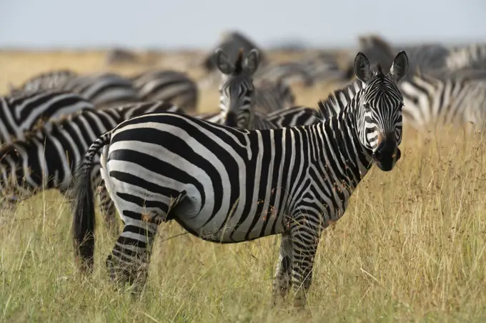 Plains zebras (Equus quagga), Masai Mara, Kenya, Africa