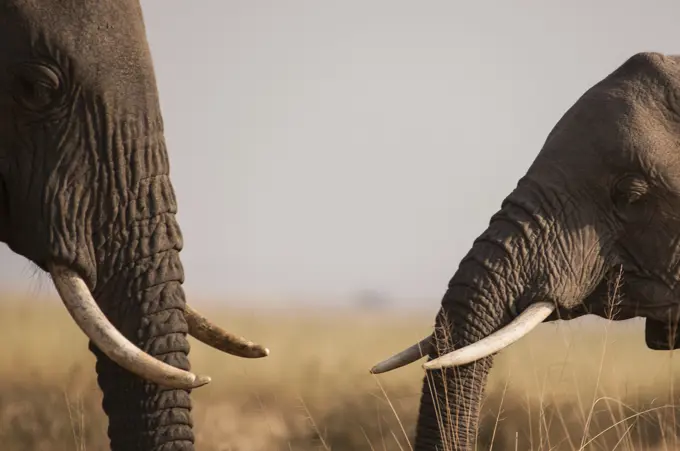 African elephants meet and greet in the plains of Masai Mara, southern Kenya