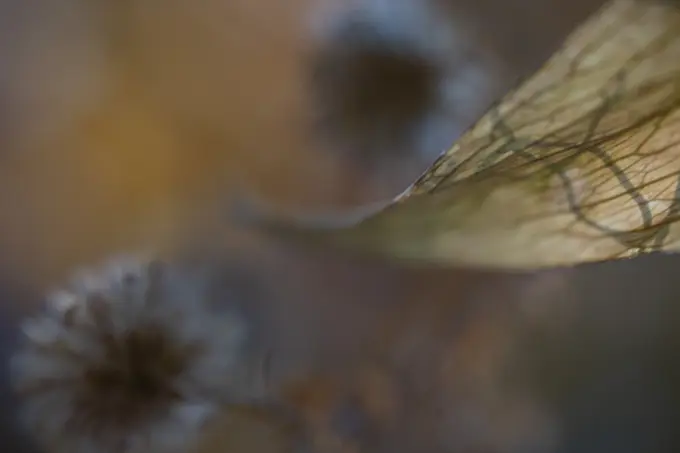 This is a close-up photograph featuring a translucent leaf in the foreground with a soft-focus effect applied to a dandelion seed head in the background. The colors are warm with a blend of browns and oranges creating a serene autumnal atmosphere.