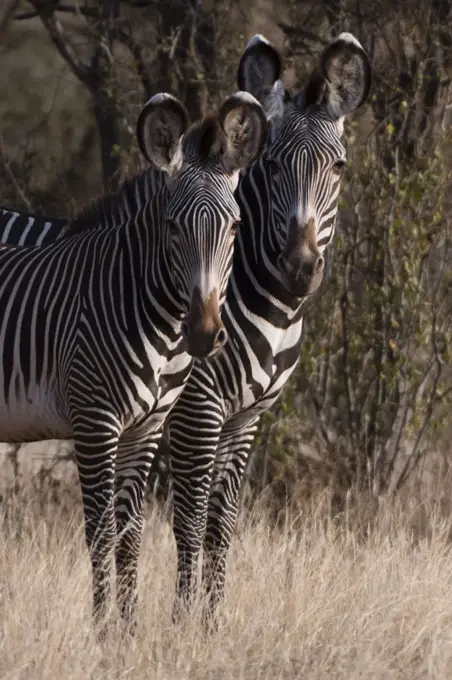 Grevy's zebra (Equus grevyi), Kalama Conservancy, Samburu, Kenya, Kenya, Africa