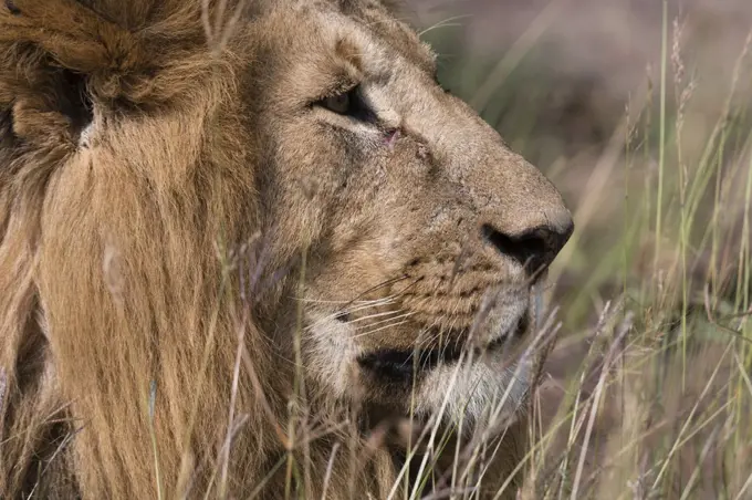 Lion (Panthera leo), Masai Mara, Kenya, Africa