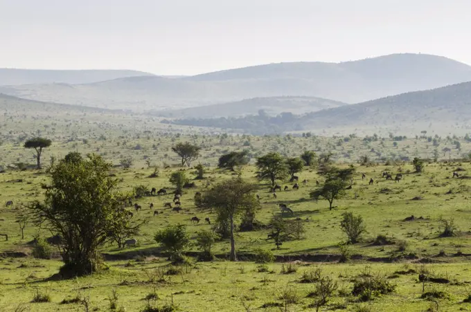 Masai Mara National Reserve, Kenya