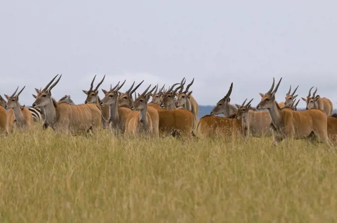 Eland (Taurotragus oryx), Masai Mara National Reserve, Kenya