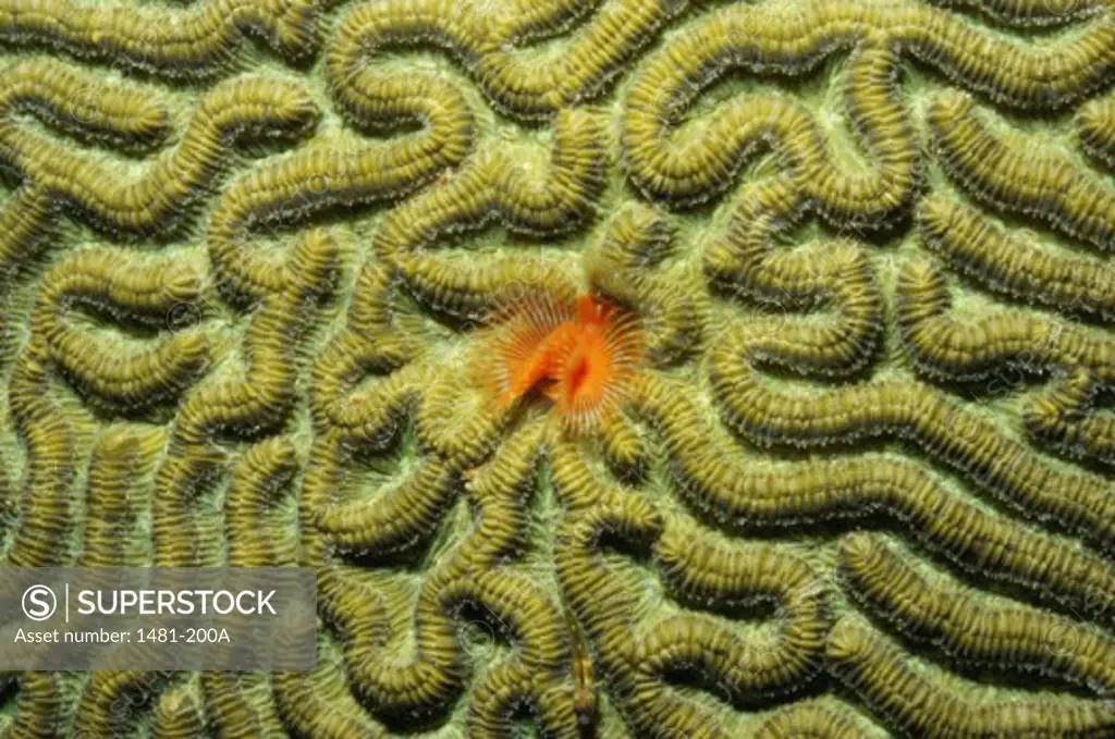 Brain Coral Feather Duster