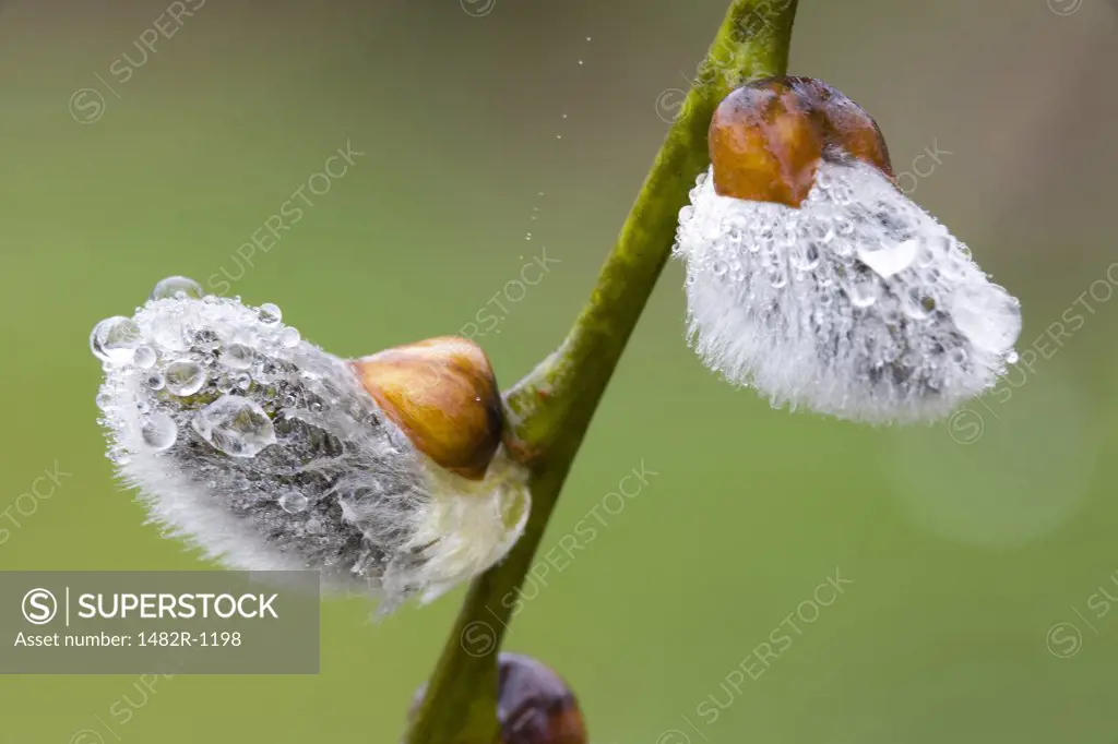 Close-up of dew drops on a pussy willow plant (Salix caprea)