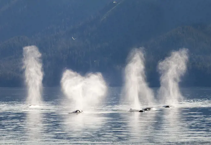 Message 'I Love U' depicted from the spout from Humpback whales (Megaptera novaeangliae), Cross Sound, Elfin Cove, Alexander Archipelago, Alaska, USA