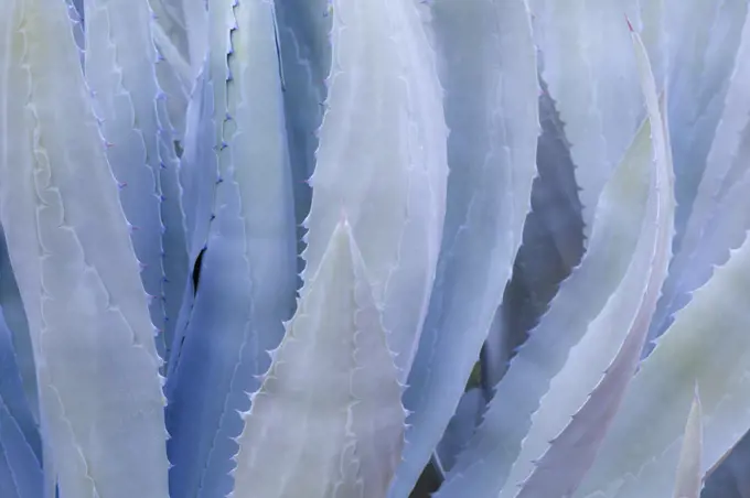 Mexico, Tecate, Rancho La Puerta, Close-up of Blue Agave (Agave tequilana)