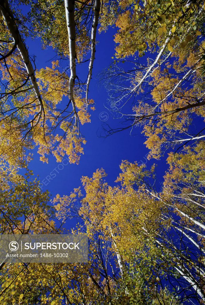 Aspens Idaho USA