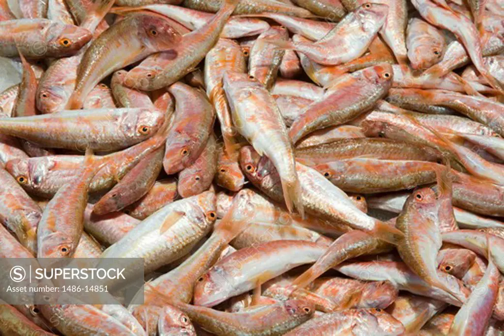 Barboni fish in the Rialto Market, Venice, Italy, Europe