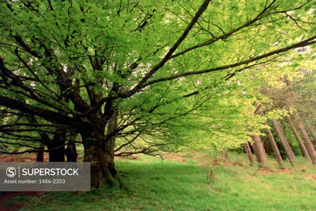 Beech Trees, Glendalough National Park, Ireland