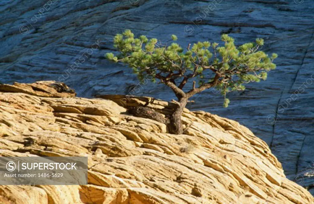 Ponderosa Pine Tree Zion National Park Utah USA