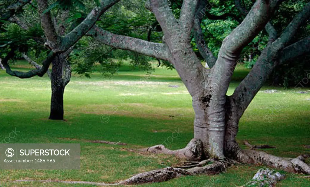 Trees in a park, Bermuda