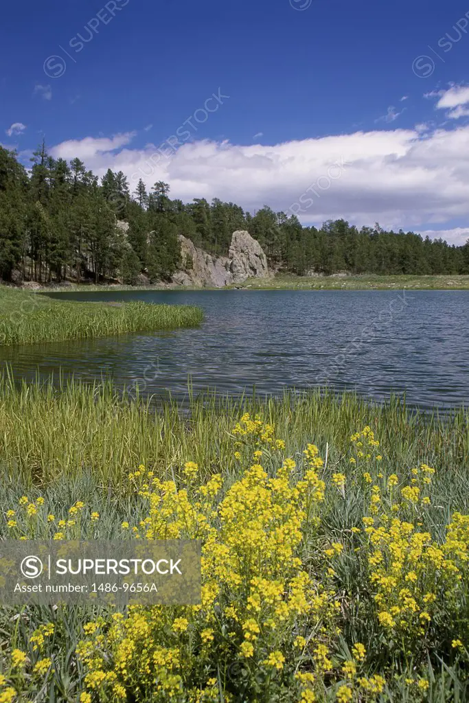 Lakota Lake Black Hills National Forest South Dakota USA