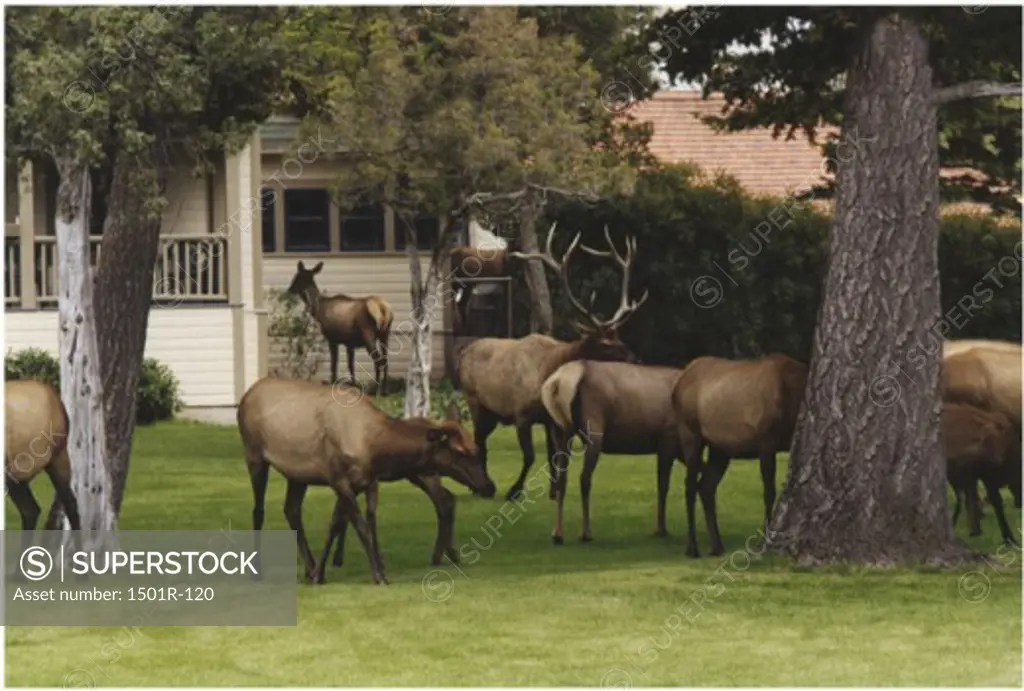 Herd of elk standing in a field