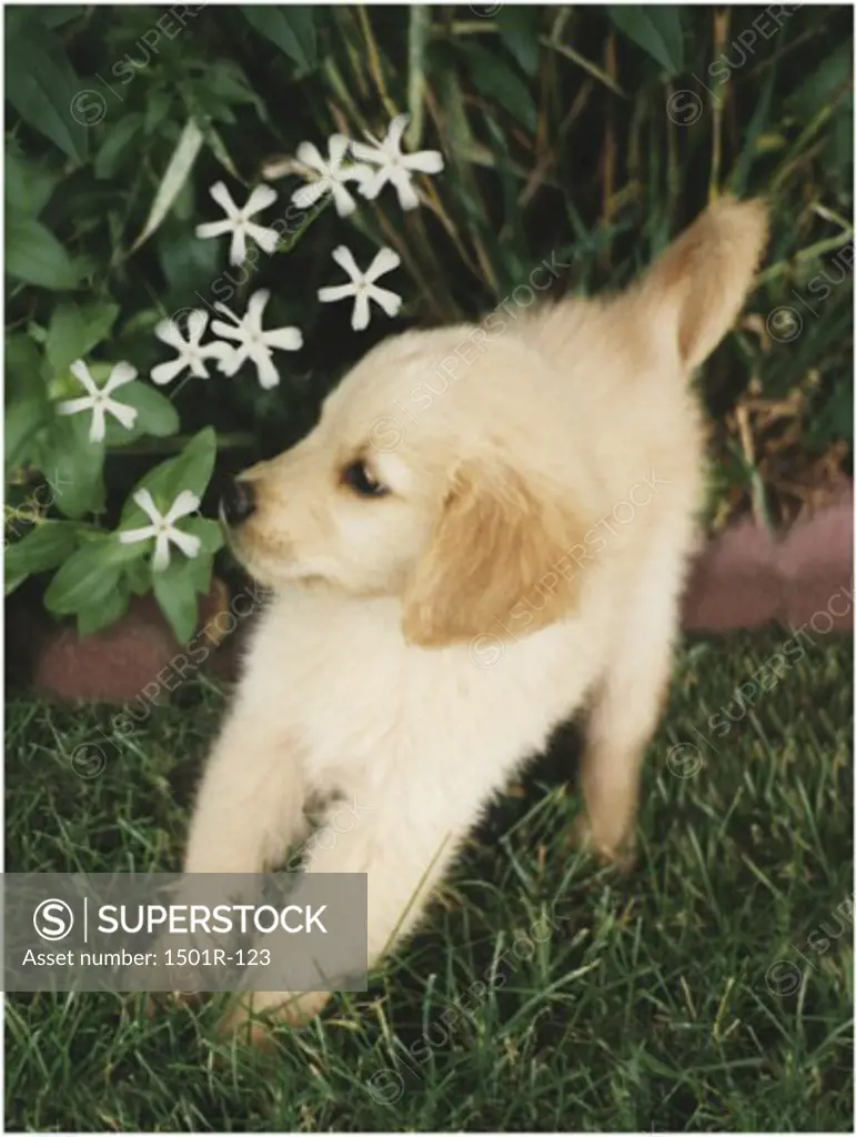 A Golden Retriever puppy on a lawn