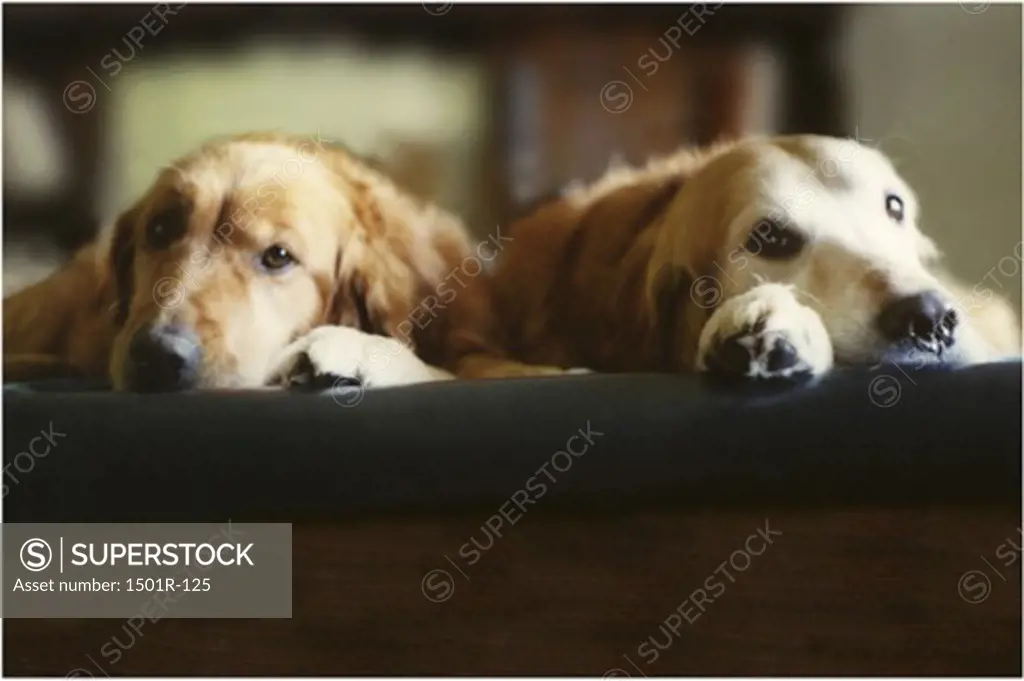 Two Golden Retrievers lying in a bed