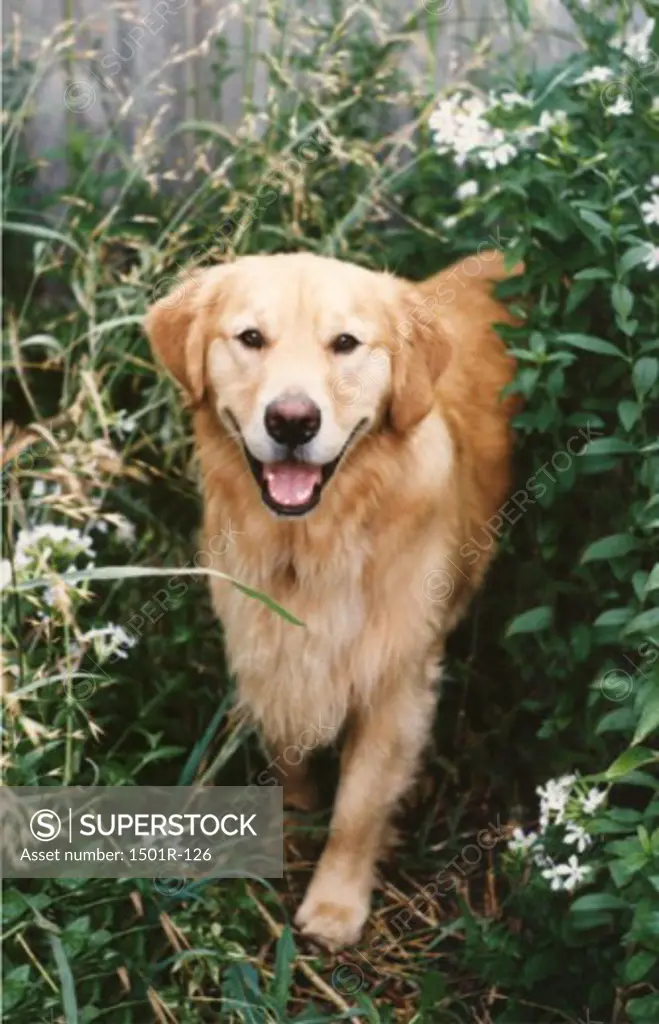 Golden Retriever lying on grass