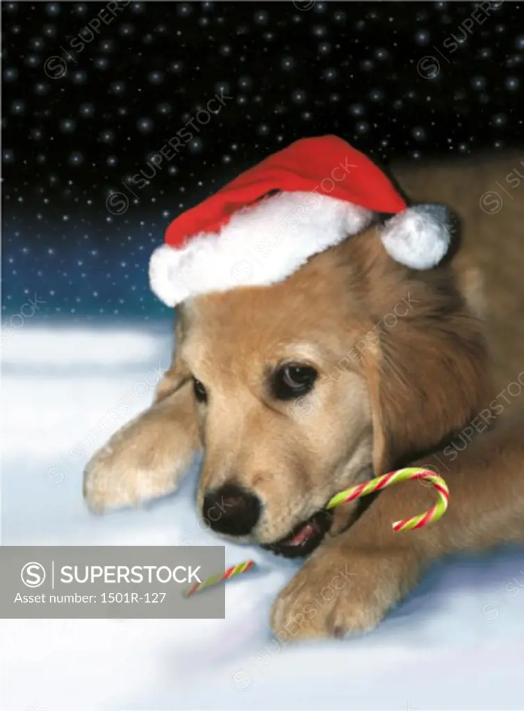 Labrador Retriever holding a candy cane in its mouth