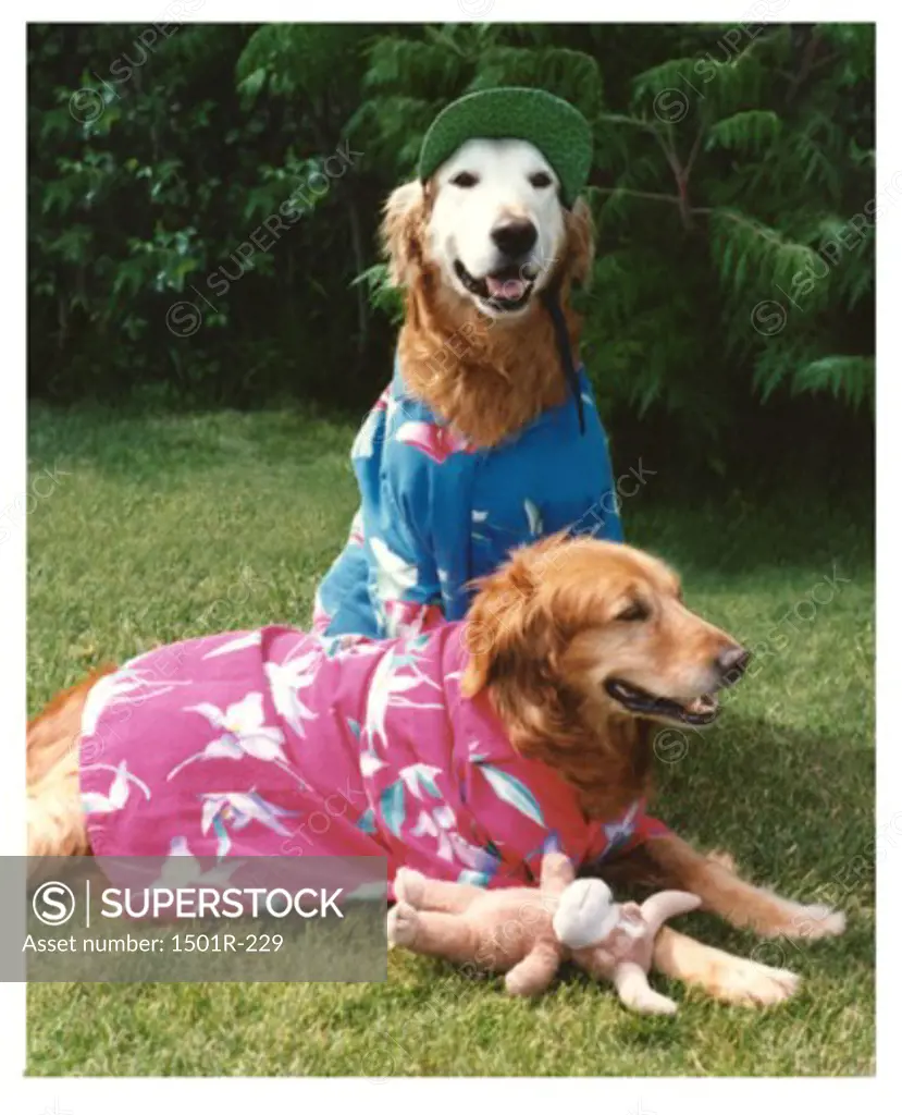 Two Golden Retrievers dressed in clothes