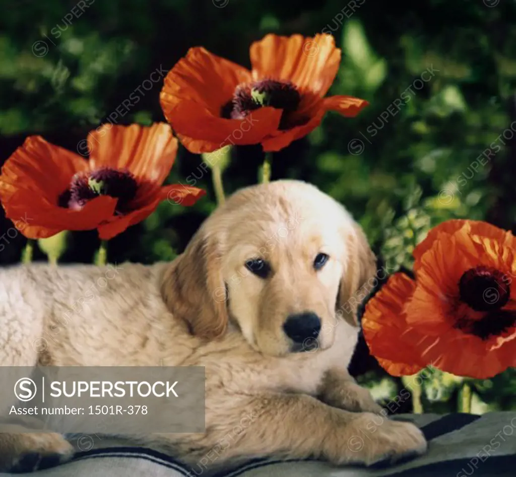 Side profile of a puppy lying near flowers