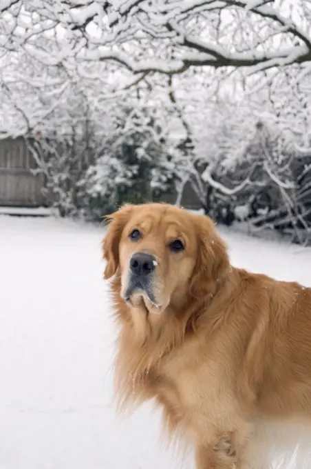 Golden Retriever outdoors in the snow