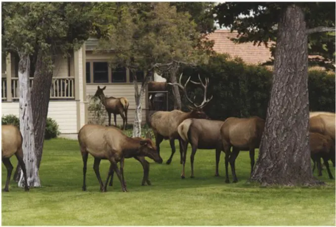 Herd of elk standing in a field