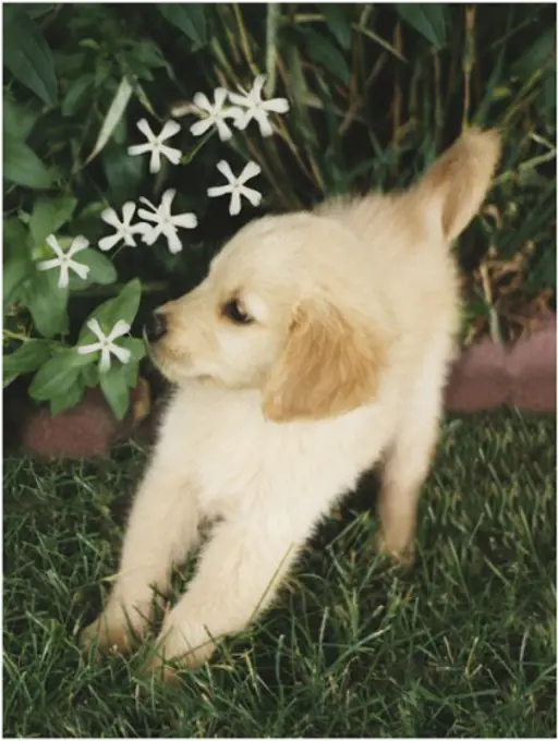 A Golden Retriever puppy on a lawn