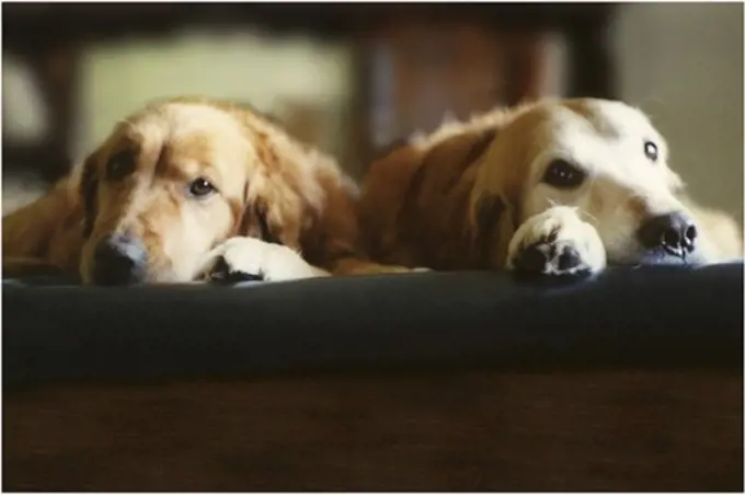 Two Golden Retrievers lying in a bed