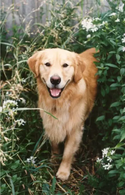 Golden Retriever lying on grass