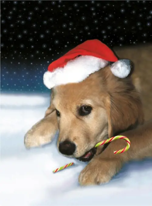 Labrador Retriever holding a candy cane in its mouth