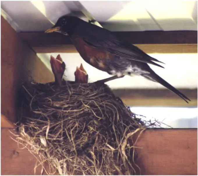 Bird feeding its young in a nest