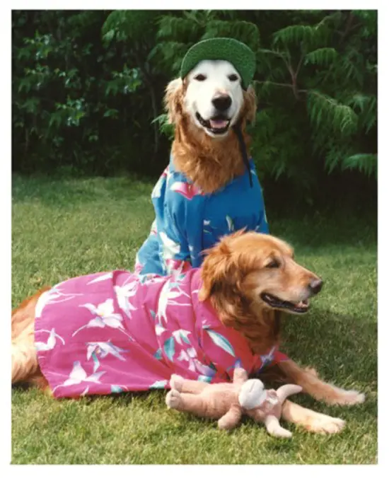 Two Golden Retrievers dressed in clothes