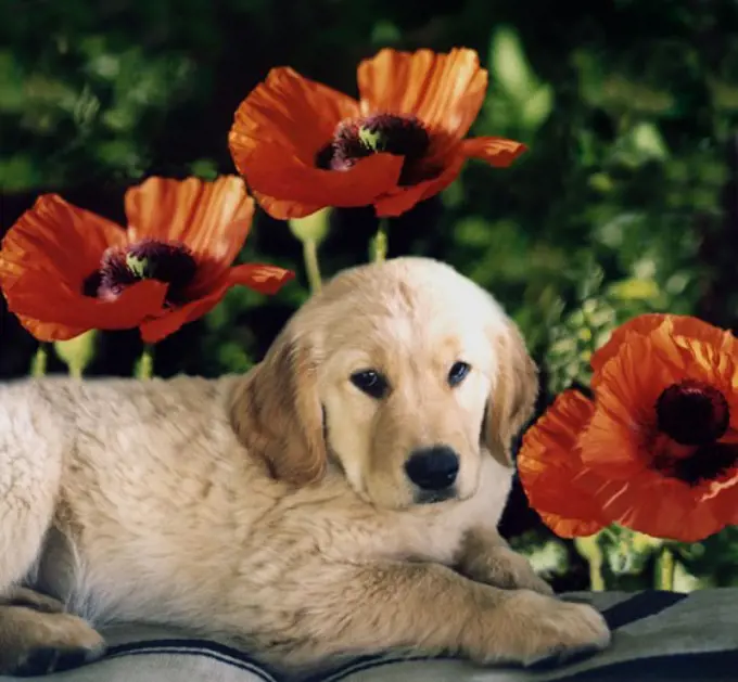 Side profile of a puppy lying near flowers