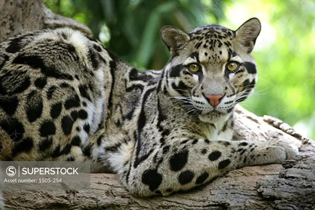 Clouded Leopard lying in a tree