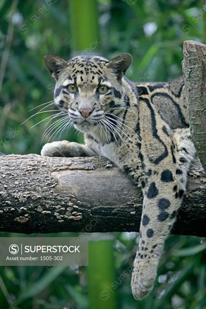 Clouded leopard (Neofelis nebulosa) in a zoo, Nashville Zoo, Tennessee, USA