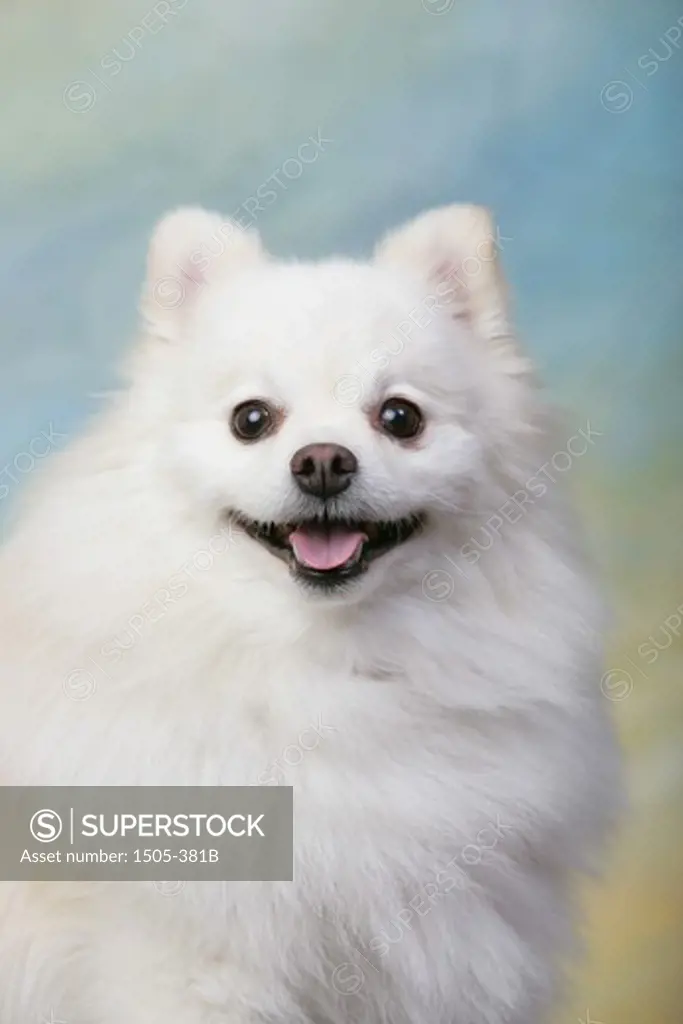 White Pomeranian sticking its tongue out