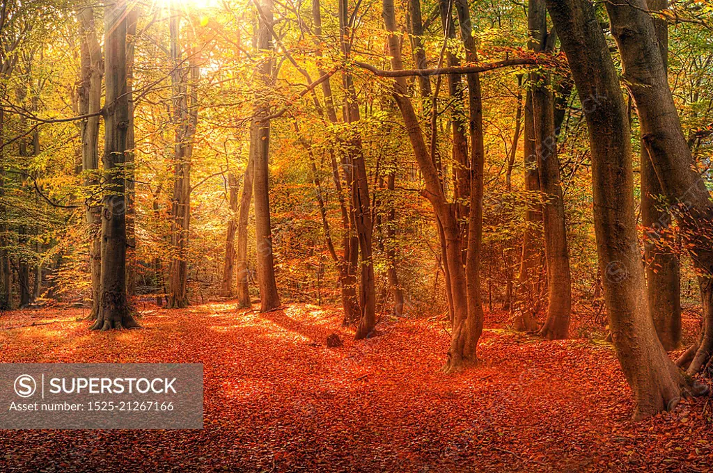 Beautiful landscape image of forest covered in Autumn Fall color contrasting green and orange, brown and gold