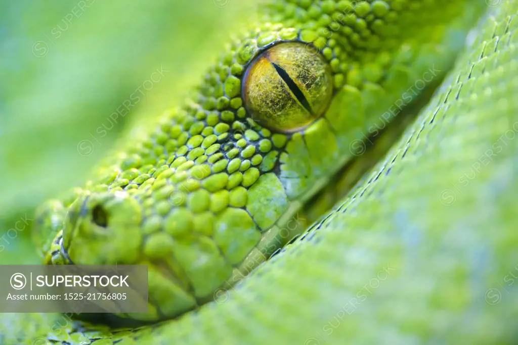 Animals: extreme close-up portrait of green tree python, selective focus, shallow depth of field