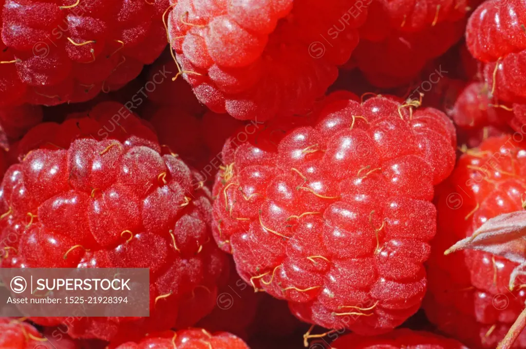 Ripe raspberry as a background extreme close-up (macro)                               