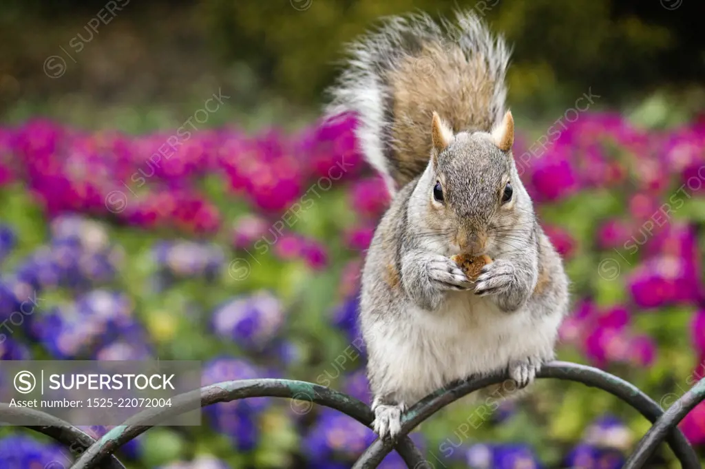 Squirrel eating food in Hyde Park, London, with a colourful backgrounds of flowers.