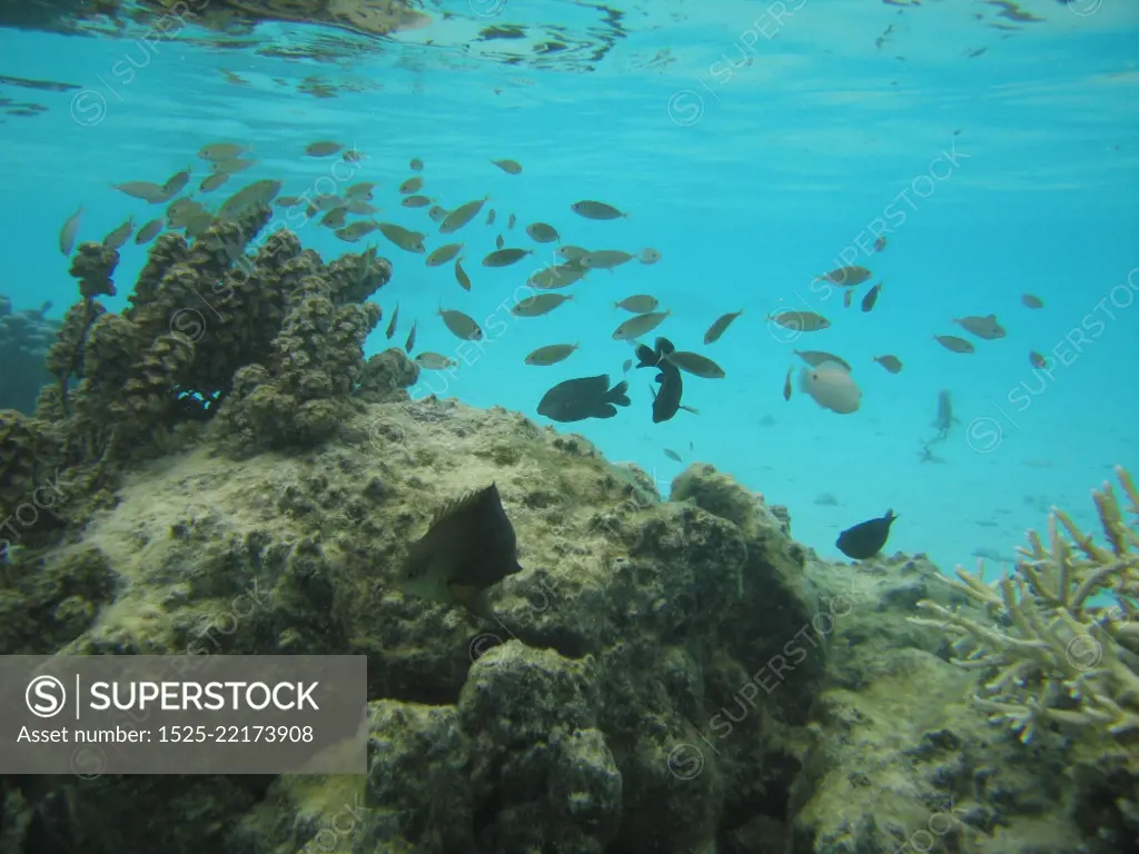 Underwater view of a shoal of small fish, Moorea, Tahiti, French Polynesia, South Pacific