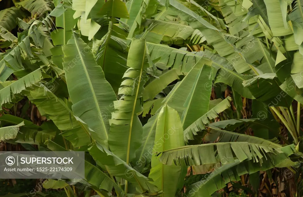 Close-up of broad leafed plants, Moorea, Tahiti, French Polynesia, South Pacific