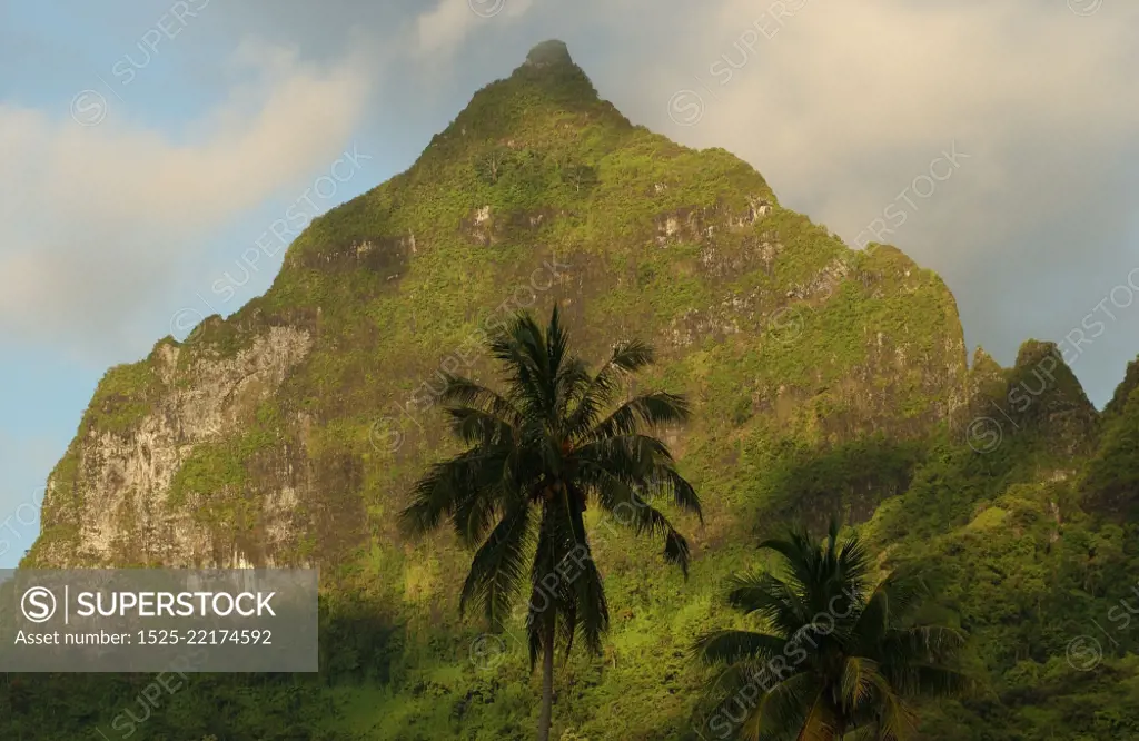 A tropical forest at the base of a hill, Moorea, Tahiti, French Polynesia, South Pacific