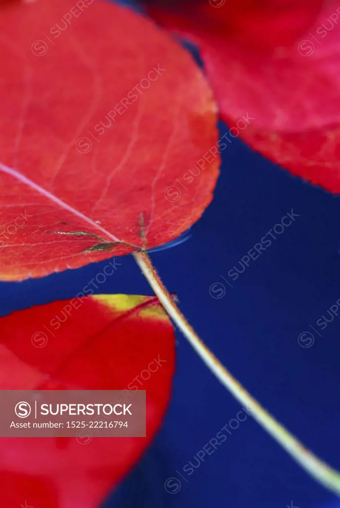 Colorful fall leaves floating in blue water