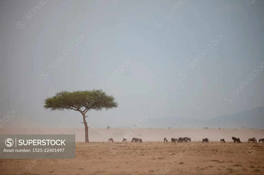 Wildlife in Kenya