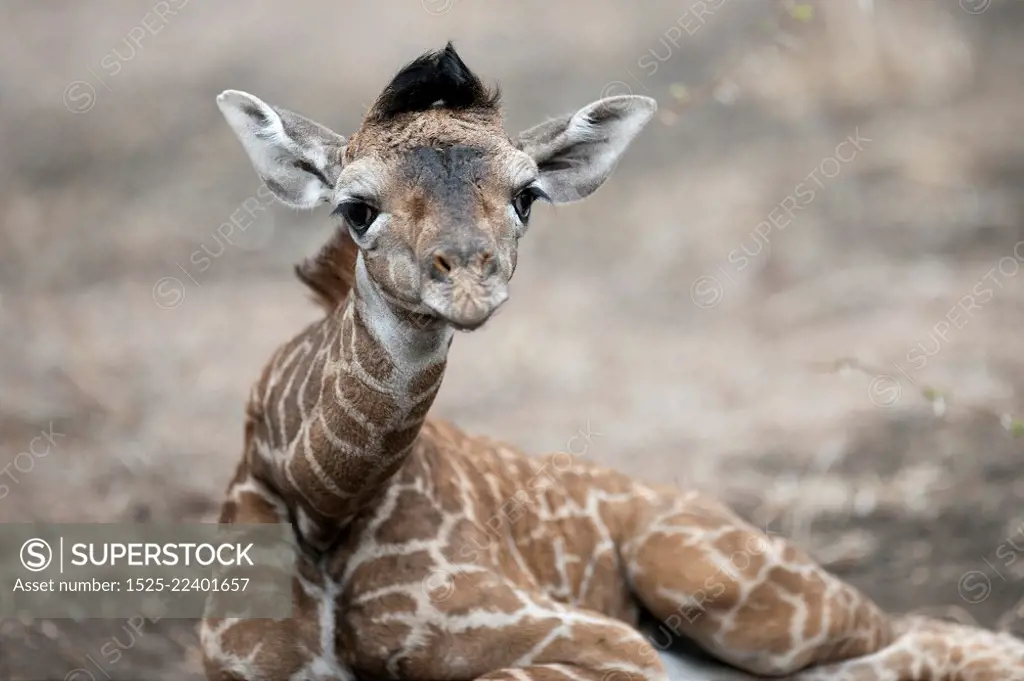 Giraffe wildlife in Kenya