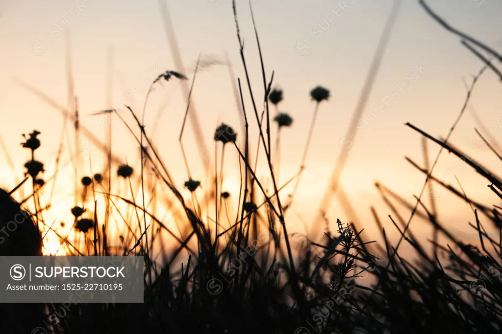 Silhouettes of grass and small flowers in front of orange color sunset sky, selective focus. Silhouettes of grass in front of orange color sunset sky, selective focus