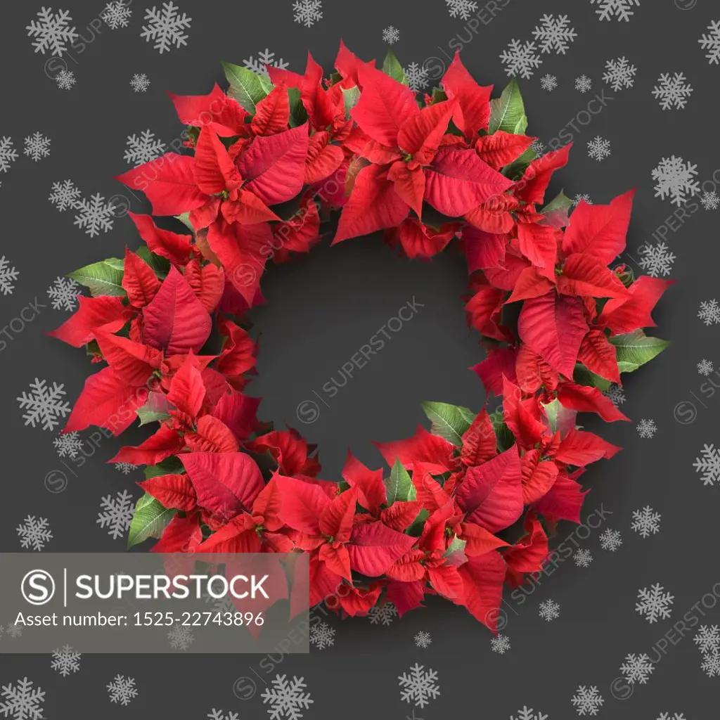 christmas wreath from poinsettia on grey background with snowflakes. christmas wreath from poinsettia